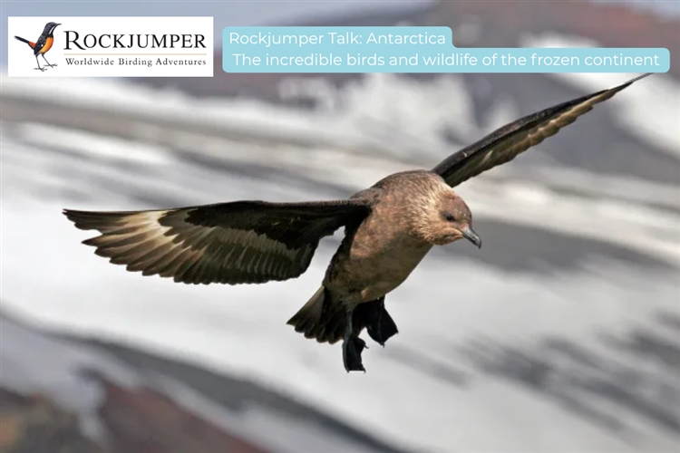 Rockjumper Talk: ANTARCTICA: THE INCREDIBLE BIRDS AND WILDLFE OF THE FROZEN CONTINENT - Hilton Arts Festival 2025